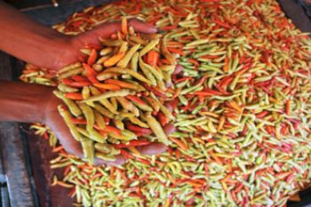 HARGA CABAI MELONJAK