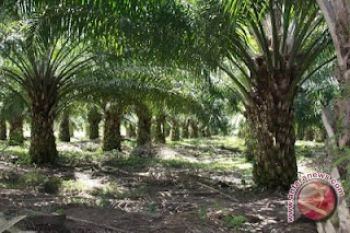 Indonesia-Malaysia masih dominasi produksi sawit dunia