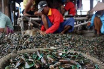 TANGKAPAN KERANG MENURUN