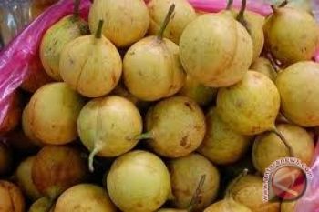 Harga pala di Sulut alami penurunan