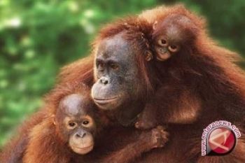 Hutan Bengkulu menjadi tempat kumpulan primata Sumatera