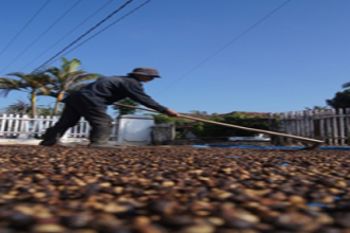 Produksi Kopi Meningkat