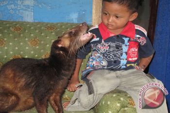 Kopi Luwak Akan Disertifikatkan