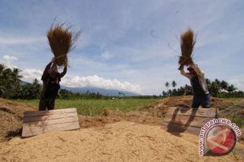 Petani Akui Produktivitas Gabah  Sulteng Turun