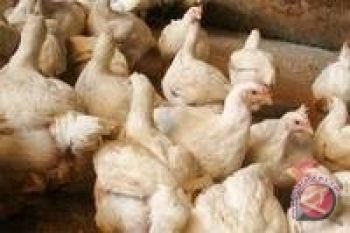 Masyarakat  diminta waspadai penyakit zoonosa saat pancaroba 