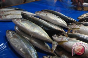 Teluk Tomini Jadi Percontohan "Blue Economy"