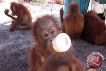 Pengacara keberatan vonis terdakwa bunuh orangutan