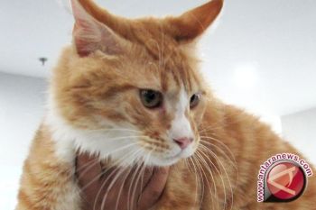 Warga Wales serahkan kucing hutan ke TSY