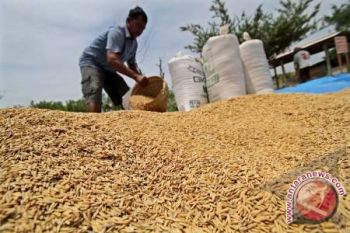 Mitra Bulog Masih Sulit Beli Beras Petani 