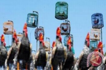 Yogyakarta gelar Lomba Bekisar Nasional di PIH