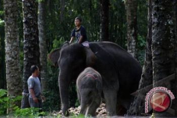 Tarif objek wanawisata bakal naik