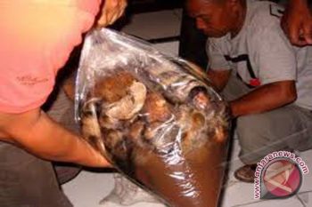 Animals Indonesia deplores light sentence for tiger`s skin sellers