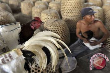 Sulteng Tetap Waspadai Flu Burung 