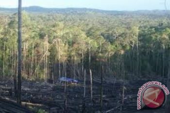 USAID-IFACTS Gandeng Pemerintah Lestarikan Hutan