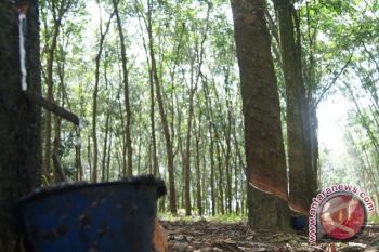 Harga Karet Turun