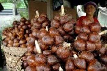 Petani Merapi kembali Panen Salak