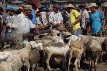 Puluhan Kambing Mati Misterius, Perutnya Robek