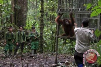221 orangutan dievakuasi akibat pembabatan hutan