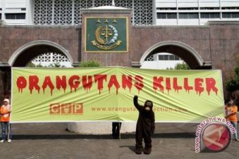 Pemerintah diminta tegas atasi pembantaian orangutan