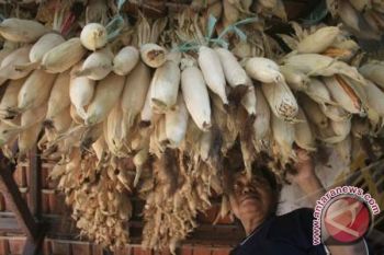 Karbohidrat Nonberas Jadi Solusi Masalah Pangan