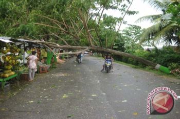Pohon Tumbang Ganggu Lalu Lintas Di Kendari