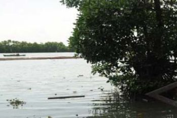 HUTAN MANGROVE SEMAKIN BERKURANG