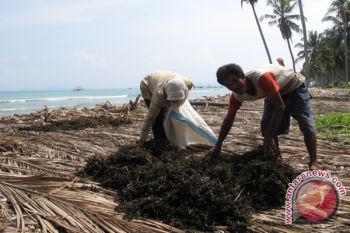 Bagus ! Harga Perkebunan Naik
