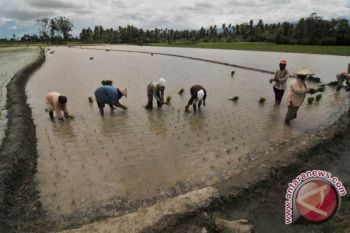 Sulteng Akan Cetak Sawah Baru Seluas 1.733 Hektare 
