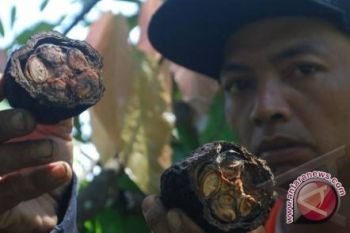 Petani Kakao Parigi Moutong Kembali Ke Alam