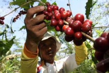 BURUH PETIK KOPI