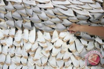 Hong Kong Diminta Larang Penyajian Hidangan Sirip Hiu 