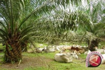 Uni Eropa mengapresiasi pengelolaan sawit Indonesia