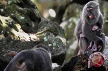 Kera Pembunuh Manusia Berhasil Ditembak Mati