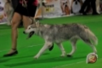 Anjing Selamatkan Gadis Hilang   