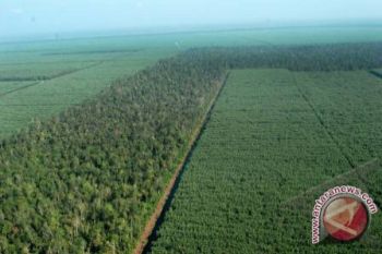 Indonesia backs timber plantations for renewable energy: minister