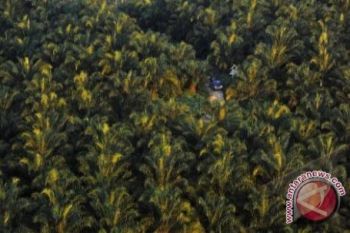 Pasokan CPO ke Malaysia Meningkat 15,1 Persen