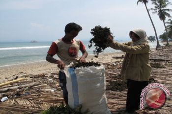 Harga Komoditas Unggulan Turun