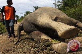Penyebab kematian gajah tunggu autopsi