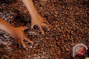 Petani Di Parigi Moutong  Rugi Rp30 Miliar 