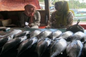 Ikan Tongkol Natuna