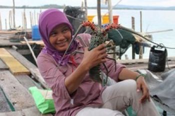 Lobster Kekayaan Laut Andalan Natuna