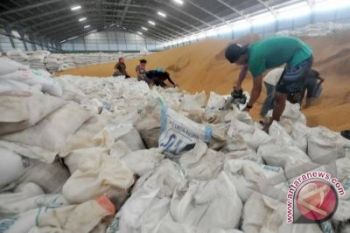 Kementan Siap Lepas Kedelai Tahan Naungan