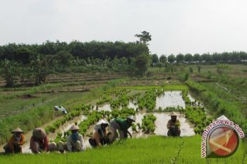 NTP Lampung Naik