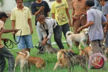 Porbi Bengkulu gelar adu bagong
