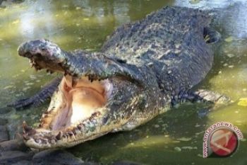 Tiga Petambak bergelut dengan buaya tiga meter