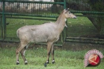 Kijang Emas Diperkirakan Masih Ada Di Kalimantan