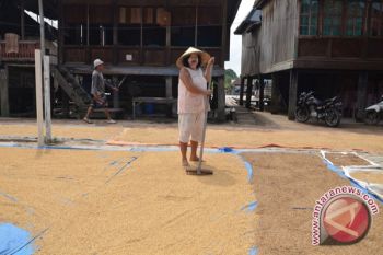 Harga Beras Bertahan