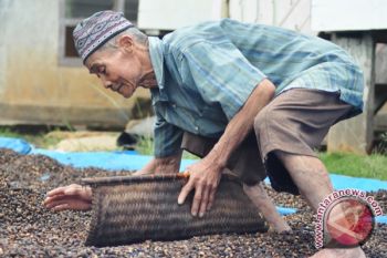 Harga Kopi Di Waykanan Bervariasi