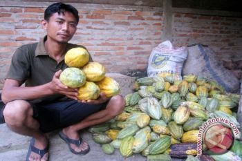 Wah, Ekspor Kakao Lampung 7,4 Juta Dolar AS