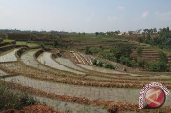 Lahan Pertanian Lampung Terus Susut